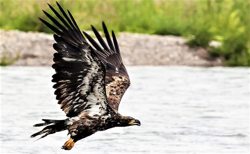 Águila real » Características, qué come, hábitat, crías, extinción
