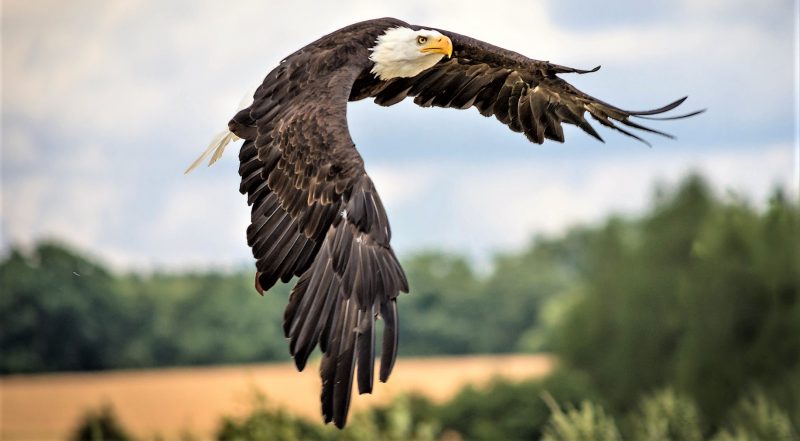 Águila calva » Qué es, características, qué come, hábitat, reproducción