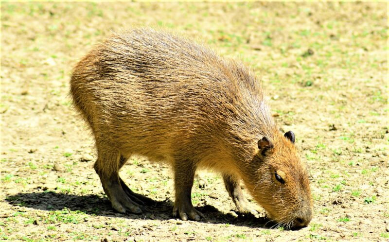 Capibara » Qué es, características, qué come, hábitat, extinción,  reproducción