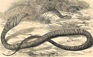 Cobra real » Características ¿Es venosa ¿Qué come Hábitat, reproducción