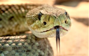 Serpiente de cascabel » Características, tipos, hábitat ¿Qué come?