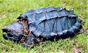 Tortuga caimán » Características, qué come, hábitat, reproducción, taxonomía