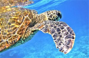 Tortugas marinas » Características, tipos, qué comen, hábitat, extinción