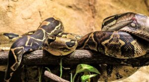 Boa constrictor » Qué es, características, qué come, hábitat, reproducción