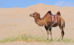Camello » Qué es, características, razas, qué come, hábitat, reproducción